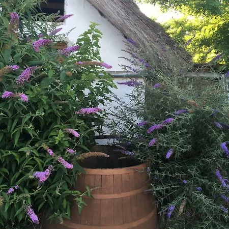 Balatonkenesei Nadfedeles Lovas Vendeghaz *