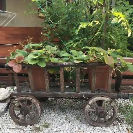 Balatonkenesei Nadfedeles Lovas Vendeghaz