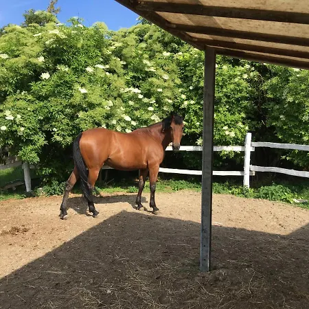 Vakantiehuis Balatonkenesei Nadfedeles Lovas Vendeghaz