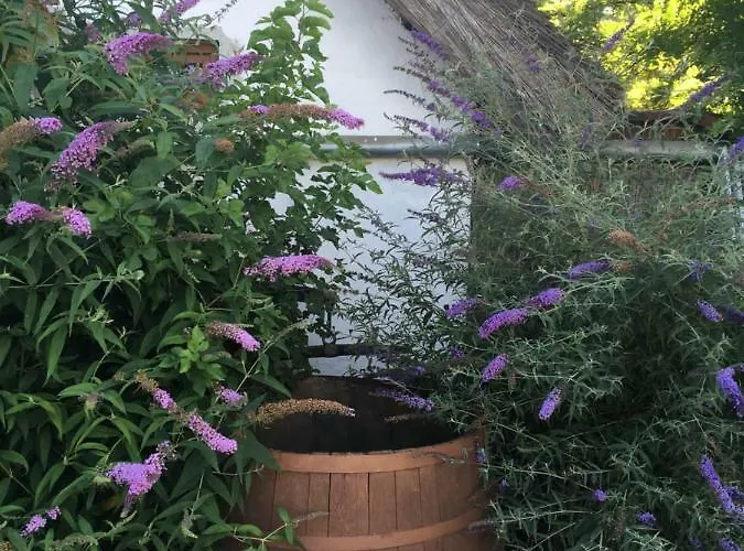 Balatonkenesei Nádfedeles Lovas *