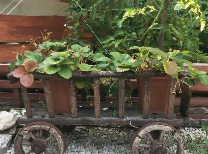 Balatonkenesei Nádfedeles Lovas